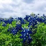 双色立体修容粉盘